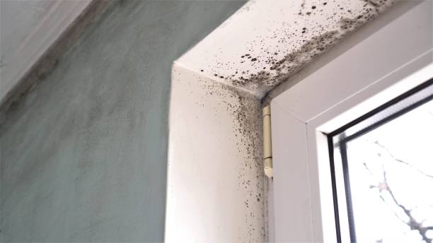 Best Emergency Mold Removal  in Chester, VA