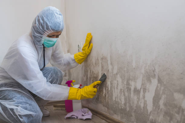 Chester, VA Mold Removal Company
