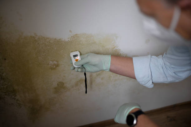 Crawl Space Mold Removal in Chester, VA